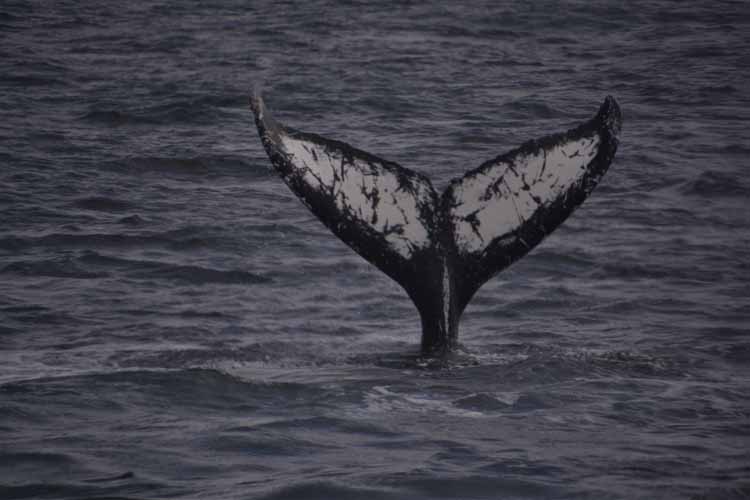 whale tail